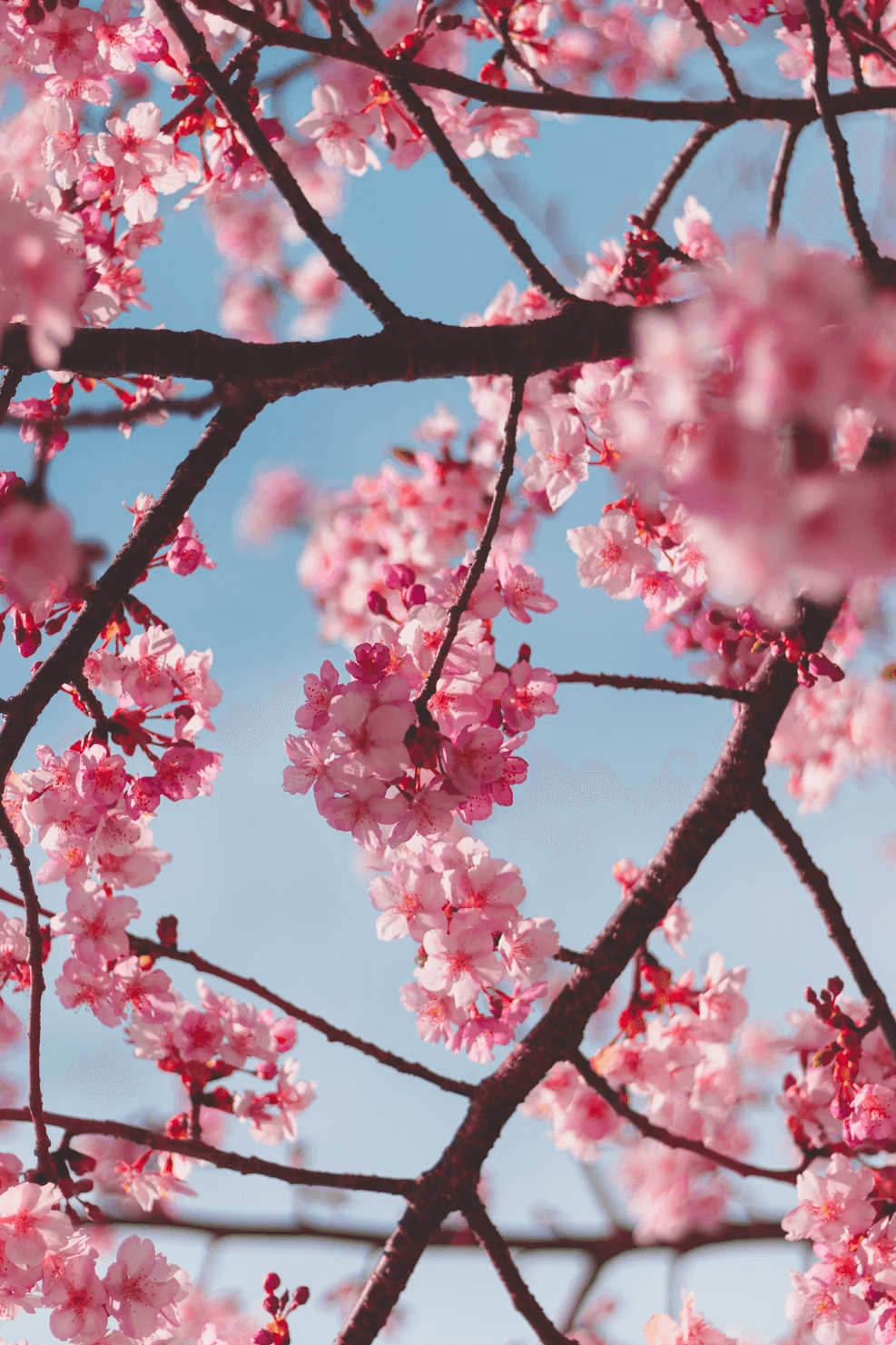 Cherry blossoms against a blue sky